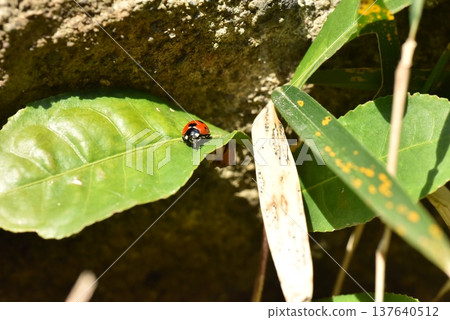 Coccinella septempunctata Kamakura Central Park 137640512