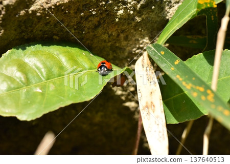 Coccinella septempunctata Kamakura Central Park 137640513