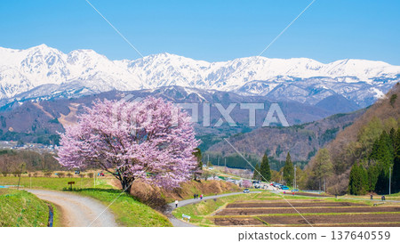 One cherry tree of Nodaira One cherry tree of Nodaira 137640559