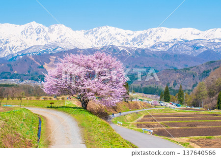 Nodaira的一棵櫻花樹 137640566