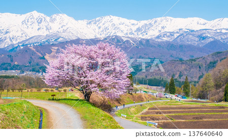 One cherry tree of Nodaira One cherry tree of Nodaira 137640640