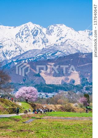 野平的獨棵櫻花樹和北阿爾卑斯山的景色 野平的獨棵櫻花樹和北阿爾卑斯山的景色 137640647