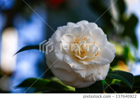 Vividly blooming camellias Vividly blooming camellias 137640922