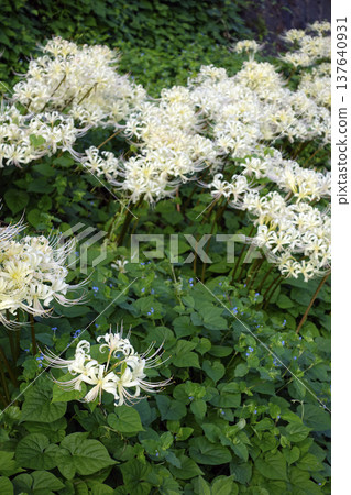 九月秋日，田野裡盛開著一簇簇白色蜘蛛百合。 137640931