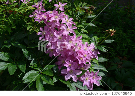 花園裡粉紅色的鐵線蓮正在盛開。 137640940