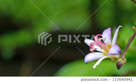 花園裡盛開著一朵杜鵑花 137640941