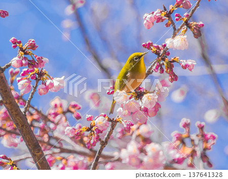 The Japanese White-eye: A bird that heralds spring 137641328