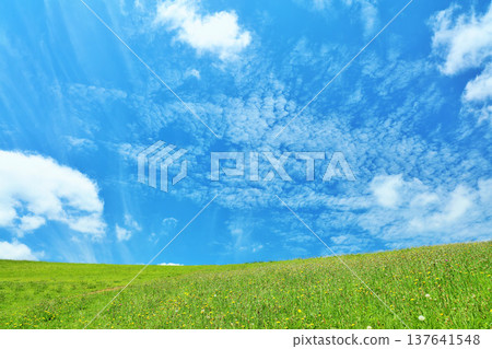 清爽的夏日藍天和清新的綠色草甸景觀 清爽的夏日藍天和清新的綠色草甸景觀 137641548