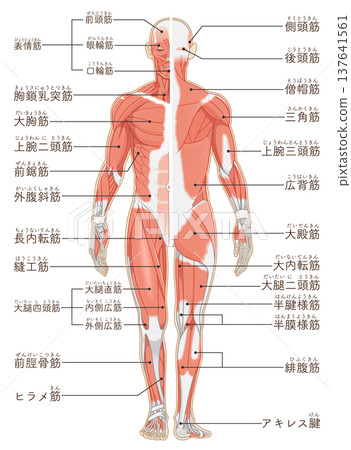 全身肌肉前後部 全身肌肉前後部 137641561