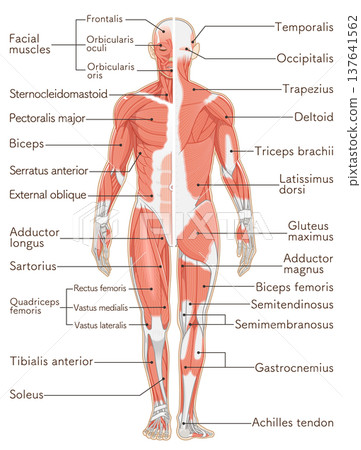 Full body muscles front and back 137641562