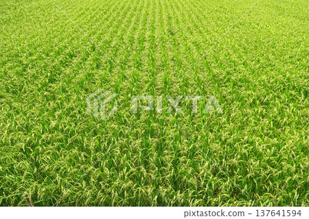 A midsummer rice field view from the top of a hill, with rice ears swaying in the wind 137641594