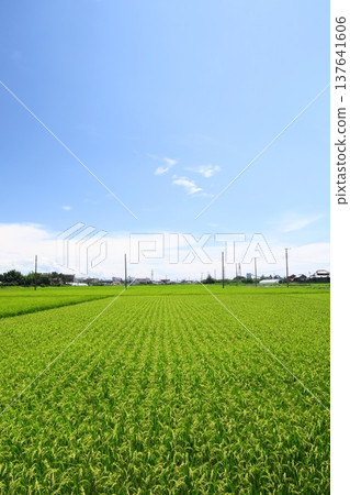 夏日里,稻田裡長得喜人,稻穗在風中搖曳。 夏日里,稻田裡長得喜人,稻穗在風中搖曳。 137641606