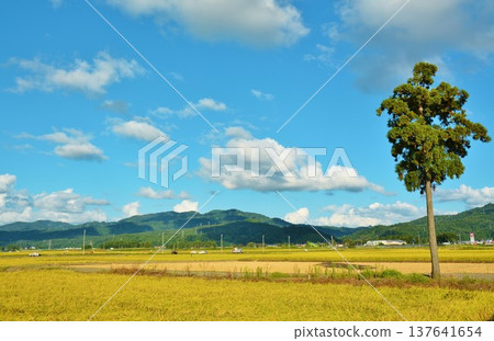 A lone cedar tree in the countryside 137641654