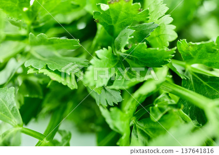 A detailed macro close-up showing the vibrant texture and veins of fresh green parsley leaves 137641816