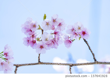 Cherry blossoms in blue sky back 137641928