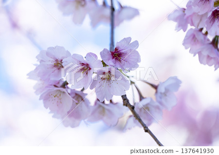 Cherry blossoms in blue sky back Cherry blossoms in blue sky back 137641930