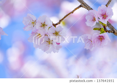Cherry blossoms in blue sky back Cherry blossoms in blue sky back 137641931