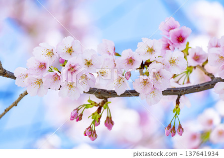 在藍天的櫻花後面 在藍天的櫻花後面 137641934