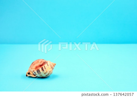 One Scotch Bonnet Sea Shell One Scotch Bonnet Sea Shell 137642057