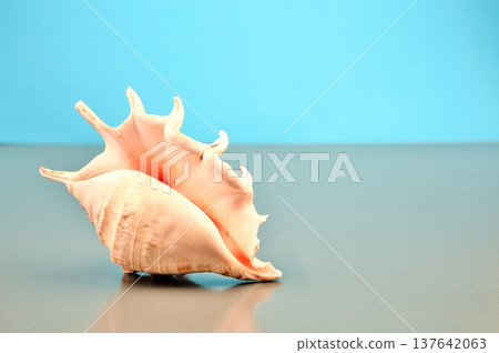 Spider Shell Blue Copy Space Underside Spider Shell Blue Copy Space Underside 137642063