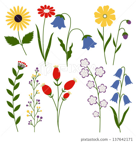 Wildflower Botanical Flower Illustration Set 137642171