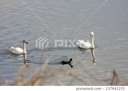 The mute swans, messengers from Siberia, will soon depart (March 14, 2022). Their stay in Japan on the Arakawa River is a winter tradition. The mute swans, messengers from Siberia, will soon depart (March 14, 2022). Their stay in Japan on the Arakawa River is a winter tradition. 137642255