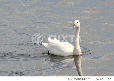Migratory Bewick's Swans are currently in Japan (March 14, 2022). They appear to be about to depart from Arakawa River, where they are relaxing in the spring. Migratory Bewick's Swans are currently in Japan (March 14, 2022). They appear to be about to depart from Arakawa River, where they are relaxing in the spring. 137642256