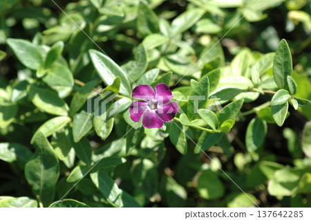 Vinca minor flower 137642285