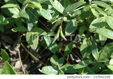Vinca minor fruit Vinca minor fruit 137642286