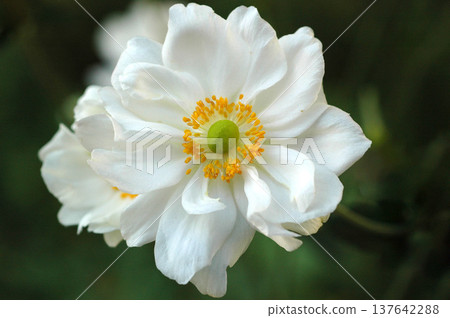 秋日花園裡，白色銀蓮花盛開。 137642288