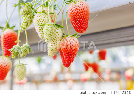 Strawberries beginning to ripen and change color in a greenhouse. 137642348