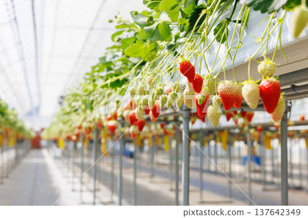 溫室裡的草莓開始成熟並變色。 溫室裡的草莓開始成熟並變色。 137642349