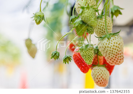 Strawberries beginning to ripen and change color in a greenhouse. 137642355