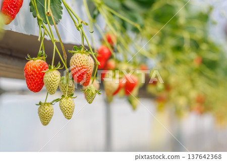 Strawberries beginning to ripen and change color in a greenhouse. Strawberries beginning to ripen and change color in a greenhouse. 137642368