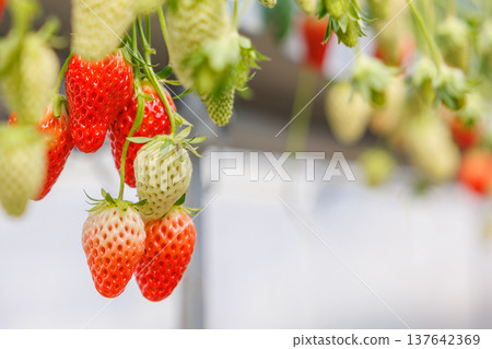 Strawberries beginning to ripen and change color in a greenhouse. 137642369
