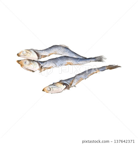 Hand-drawn illustration of dried sardines Hand-drawn illustration of dried sardines 137642371