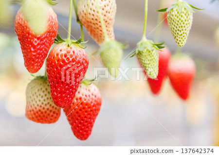 溫室裡的草莓開始成熟並變色。 137642374