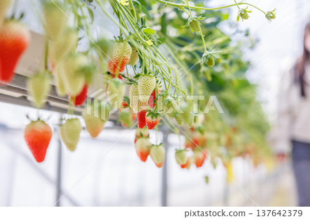 Strawberries beginning to ripen and change color in a greenhouse. 137642379