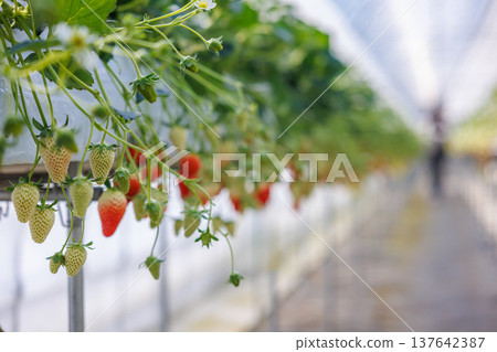 Strawberries beginning to ripen and change color in a greenhouse. 137642387