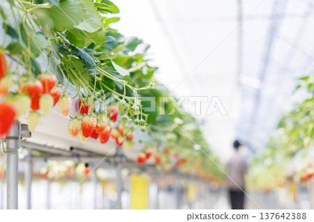 Strawberries beginning to ripen and change color in a greenhouse. Strawberries beginning to ripen and change color in a greenhouse. 137642388