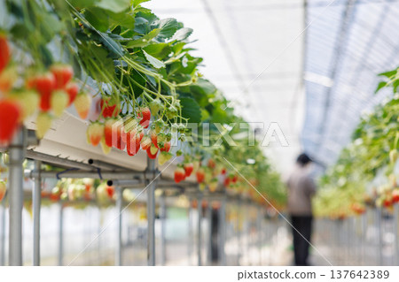 Strawberries beginning to ripen and change color in a greenhouse. Strawberries beginning to ripen and change color in a greenhouse. 137642389