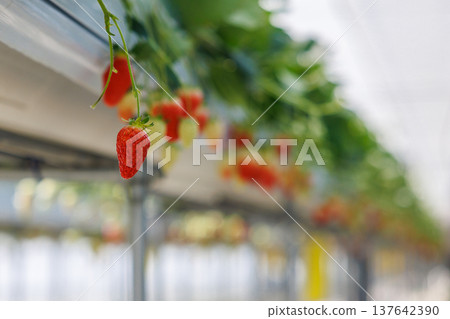 Strawberries beginning to ripen and change color in a greenhouse. Strawberries beginning to ripen and change color in a greenhouse. 137642390