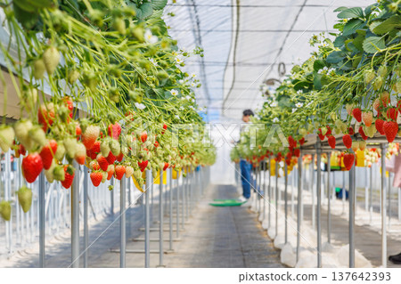 Strawberries beginning to ripen and change color in a greenhouse. 137642393