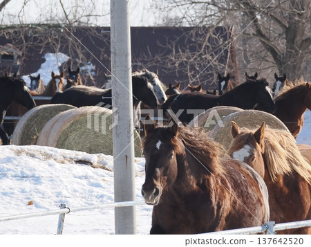 Horse-driving exercise at Tokachi Ranch, 2026 137642520