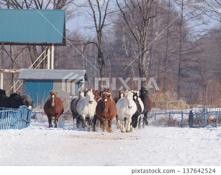 Horse-driving exercise at Tokachi Ranch, 2026 137642524