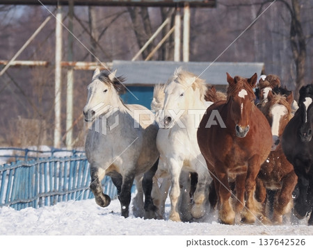 2026年,十勝牧場的馬車駕駛練習 2026年,十勝牧場的馬車駕駛練習 137642526