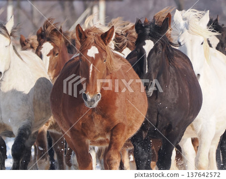 Horse-driving exercise at Tokachi Ranch, 2026 137642572