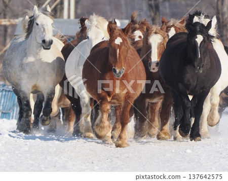 2026年，十勝牧場的馬車駕駛練習 137642575