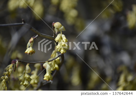 Koya Dogwood (Witch Hazel) Koya Dogwood (Witch Hazel) 137642644