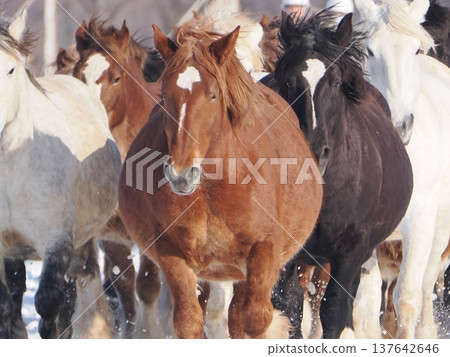 Horse-driving exercise at Tokachi Ranch, 2026 Horse-driving exercise at Tokachi Ranch, 2026 137642646